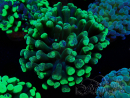 WYSIWYG Euphyllia paraancora (Marikultur unter LED akklimatisiert) 4F3