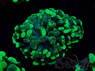 WYSIWYG Euphyllia paraancora (Maricultura aclimatada bajo LED) 4F4