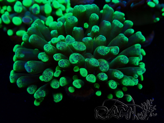 WYSIWYG Euphyllia paraancora (Maricultura aclimatada bajo LED) 4F6