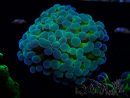 WYSIWYG Euphyllia paraancora (Mariculture acclimated under LED) 4F6
