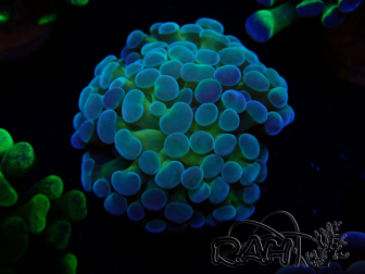WYSIWYG Euphyllia paraancora (Mariculture acclimated under LED) 4F5