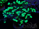 WYSIWYG Euphyllia paraancora (Maricultura aclimatada bajo LED) 4F10