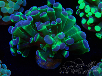 WYSIWYG Euphyllia paraancora(Mariculture acclimaté sous LED) 4G1