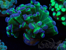 WYSIWYG Euphyllia paraancora(Mariculture acclimaté sous LED) 4G1