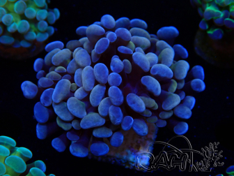 WYSIWYG Euphyllia paraancora (Maricultura acclimatata sotto LED) 4G3