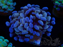 WYSIWYG Euphyllia paraancora (Maricultured acclimated under LED) 4G3