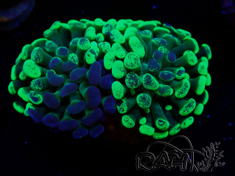 WYSIWYG Euphyllia paraancora (Maricultured acclimated under LED) 4G6