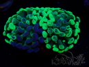 WYSIWYG Euphyllia paraancora HOLOGRAM (Mariculture acclimaté sous LED) 4G6