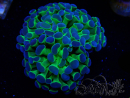 WYSIWYG Euphyllia paraancora HOLOGRAM (Mariculture acclimaté sous LED) 4G10
