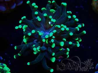 WYSIWYG Euphyllia paraancora HOLOGRAM (Mariculture acclimaté sous LED) 4H1