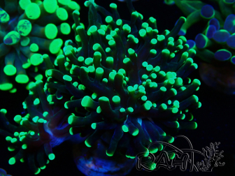 WYSIWYG Euphyllia paraancora (Mariculture acclimaté sous LED) 4H2