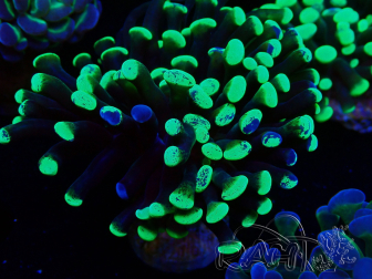 WYSIWYG Euphyllia paraancora (Mariculture acclimaté sous LED) 4H5