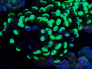 WYSIWYG Euphyllia paraancora (Mariculture acclimaté sous LED) 4H5