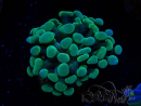 WYSIWYG Euphyllia paraancora (Mariculture acclimaté sous LED) 4H6