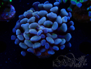 WYSIWYG Euphyllia paraancora (Maricultura aclimatada bajo LED) 4H5
