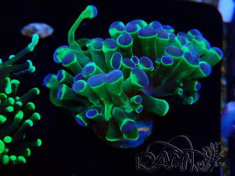 WYSIWYG Euphyllia paraancora (Mariculture acclimated under LED) 4H6