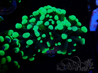 WYSIWYG Euphyllia paraancora (Maricoltura acclimatata sotto LED) 4F6