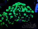 WYSIWYG Euphyllia paraancora (Mariculture acclimaté sous LED) 4F6