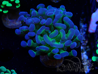 WYSIWYG Euphyllia paraancora (Marikultur akklimatisiert unter LED) 4F5