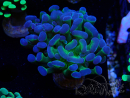 WYSIWYG Euphyllia paraancora (Maricoltura acclimatata sotto LED) 4F5