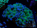 WYSIWYG Euphyllia paraancora (Maricultura acclimatata sotto LED)