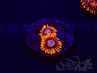 WYSIWYG - Zoanthus Tequila Sunrise 30C8