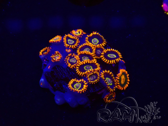 WYSIWYG - Zoanthus Rainbow Hornet