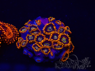 WYSIWYG - Zoanthus Rainbow Hornet