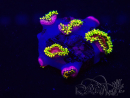 WYSIWYG - Zoanthus Fake Lime Chili 30H3