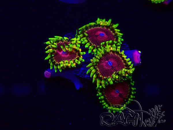 WYSIWYG - Zoanthus Fake Lime Chili 30J2