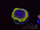 WYSIWYG - RAH Zoanthus Space Yoda