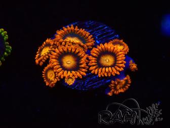 WYSIWYG - Zoanthus Orange Oxyde