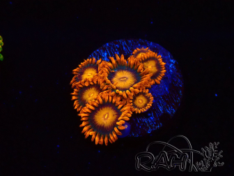 WYSIWYG - Zoanthus Orange Oxyde