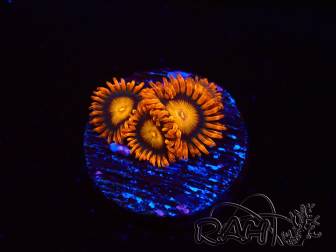 WYSIWYG - Zoanthus Orange Oxyde