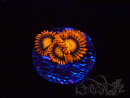 WYSIWYG - Zoanthus Orange Oxyde