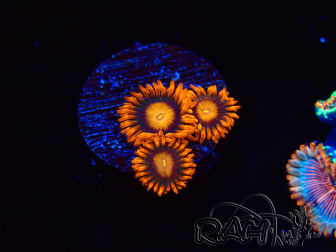 WYSIWYG - Zoanthus Orange Oxyde