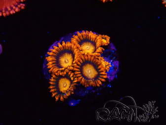 WYSIWYG - Zoanthus Orange Oxyde