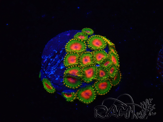 WYSIWYG - Zoanthus Awesome Blossom 40I1