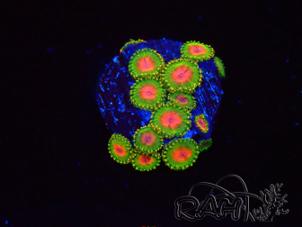 WYSIWYG - Zoanthus Awesome Blossom 40I3