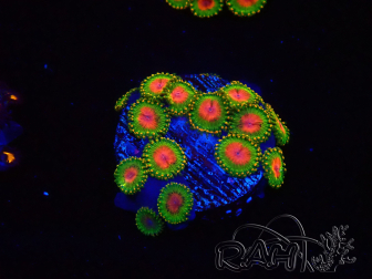 WYSIWYG - Zoanthus Awesome Blossom 40I4