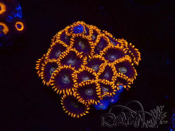 WYSIWYG - Zoanthus Rainbow Hornet 40K9