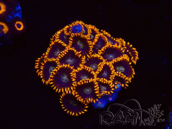WYSIWYG - Zoanthus Rainbow Hornet 40K9
