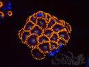 WYSIWYG - Zoanthus Rainbow Hornet 40K9