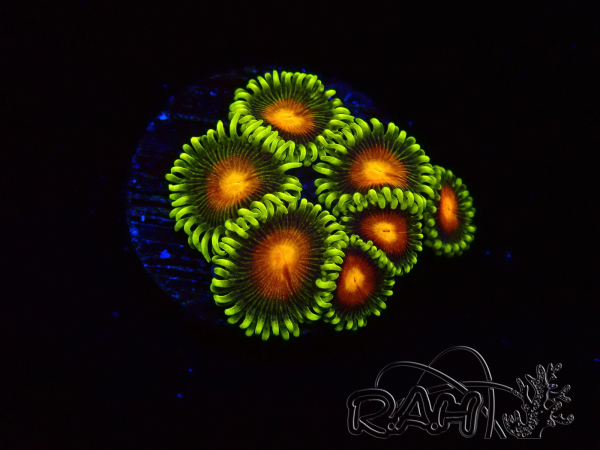 WYSIWYG - Zoanthus Dragon Eyes 40L6