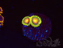 WYSIWYG - Zoanthus Dragon Eyes 40L7