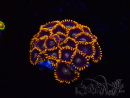 WYSIWYG - Zoanthus Rainbow Hornet