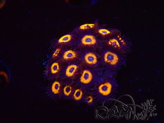 WYSIWYG - Zoanthus Johnny's Pumpkin Seed 40O1