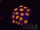 WYSIWYG - Zoanthus Johnny's Pumpkin Seed