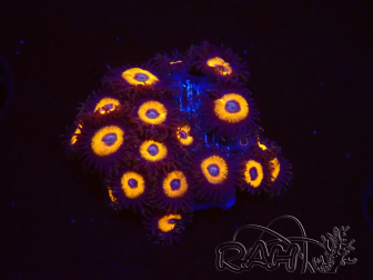 WYSIWYG - Zoanthus Johnny's Pumpkin Seed 40O4