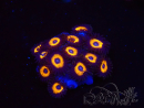 WYSIWYG - Zoanthus Johnny's Pumpkin Seed 40O6